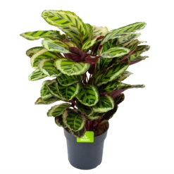 Gazebo Parts Direct Sales Store 24 Calathea Angela - Livingplant - P27 H80 - Kamerplant