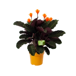 Calathea Crocata - Eeuwige Vlam - P15 H45 - Kamerplant