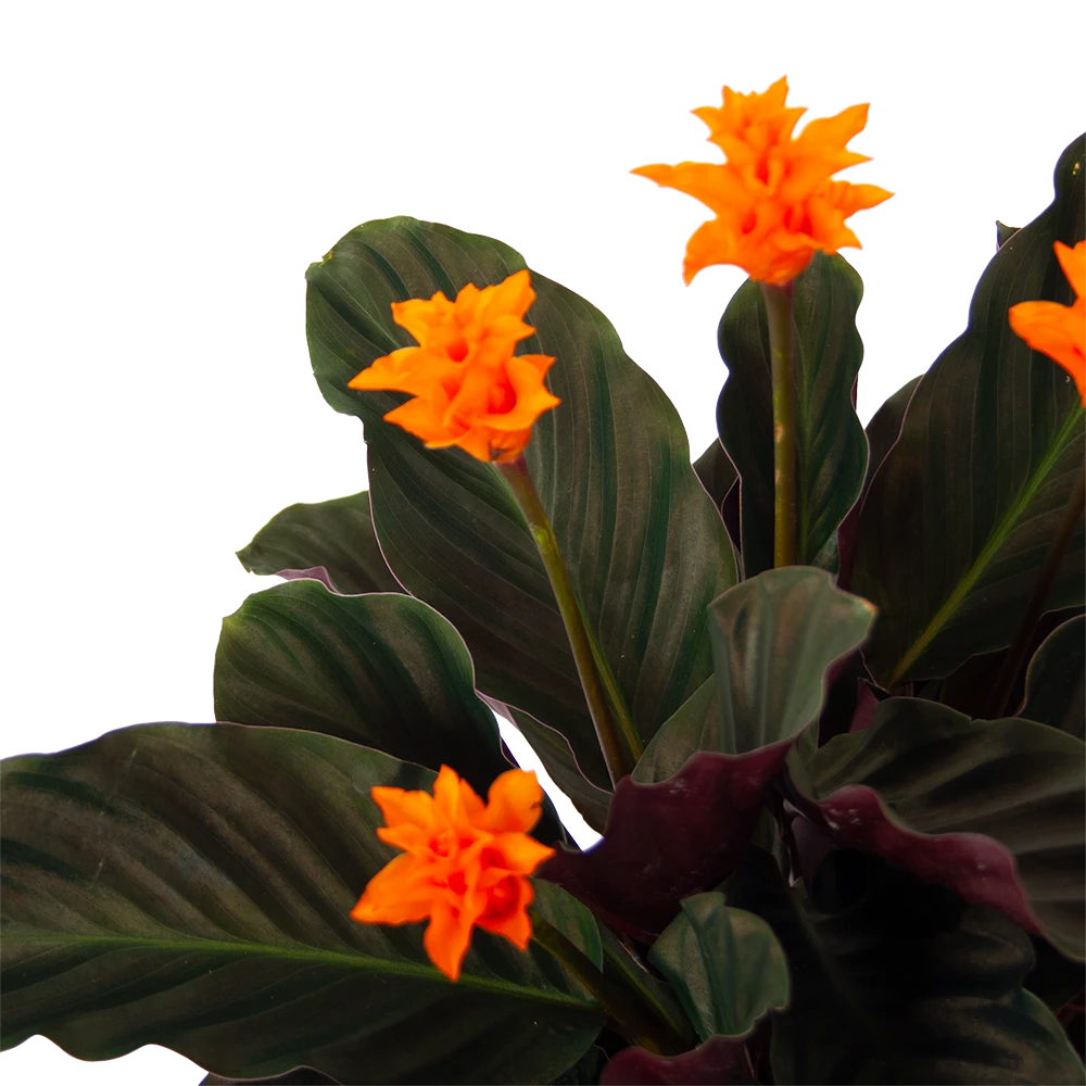 Calathea Crocata - Eeuwige Vlam - P15 H45 - Kamerplant 4 Calathea Crocata - Eeuwige Vlam - P15 H45 - Kamerplant - Image 2
