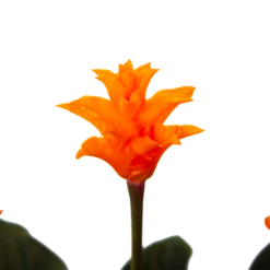 Calathea Crocata - Eeuwige Vlam - P15 H45 - Kamerplant 8 Calathea Crocata - Eeuwige Vlam - P15 H45 - Kamerplant -uinbenodigdheden Verkoop 2024 calathea crocata eeuwige vlam p15 h45 4