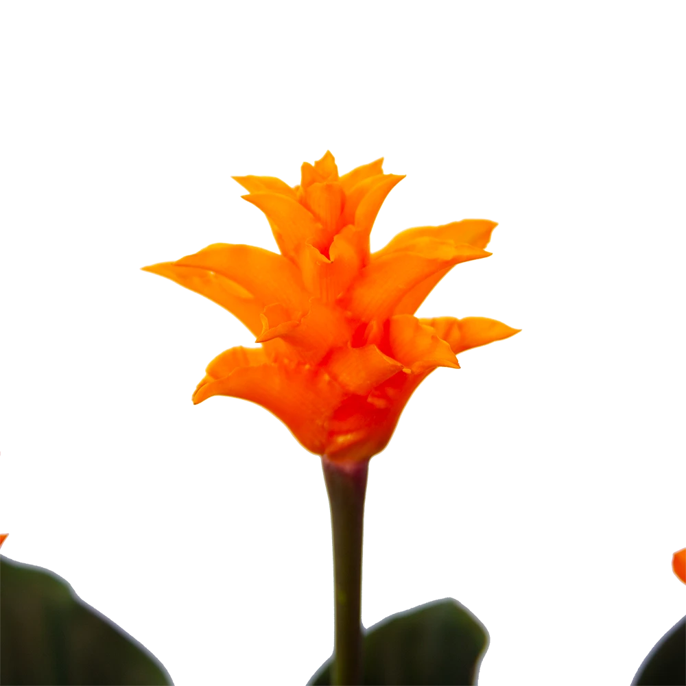 Calathea Crocata - Eeuwige Vlam - P15 H45 - Kamerplant 5 Calathea Crocata - Eeuwige Vlam - P15 H45 - Kamerplant - Image 3