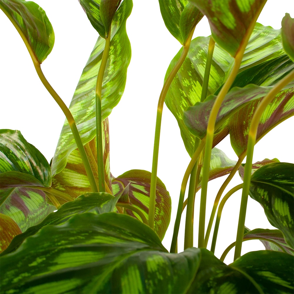 Calathea Flamestar - Schaduwplant - P19 H75 - Kamerplant 4 Calathea Flamestar - Schaduwplant - P19 H75 - Kamerplant - Image 2