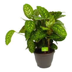Gazebo Parts Direct Sales Store 18 Calathea Flamestar - Schaduwplant - P32 H80 - Kamerplant