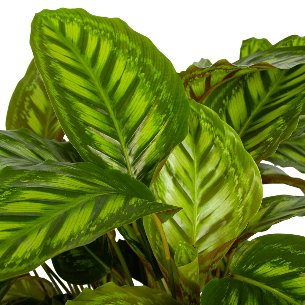 Calathea Flamestar - Schaduwplant - P32 H80 - Kamerplant 4 Calathea Flamestar - Schaduwplant - P32 H80 - Kamerplant - Image 2