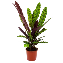 Gazebo Parts Direct Sales Store 20 Calathea Insigne - Livingplant - P17 H65 - Kamerplant