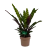 Calathea Insigne - Livingplant - P21 H60 - Kamerplant 1 Calathea Insigne - Livingplant - P21 H60 - Kamerplant -uinbenodigdheden Verkoop 2024 calathea insigne livingplant p21 h60 1