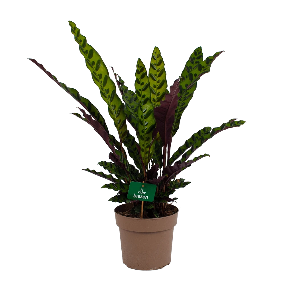 Calathea Insigne - Livingplant - P21 H60 - Kamerplant 3 Calathea Insigne - Livingplant - P21 H60 - Kamerplant