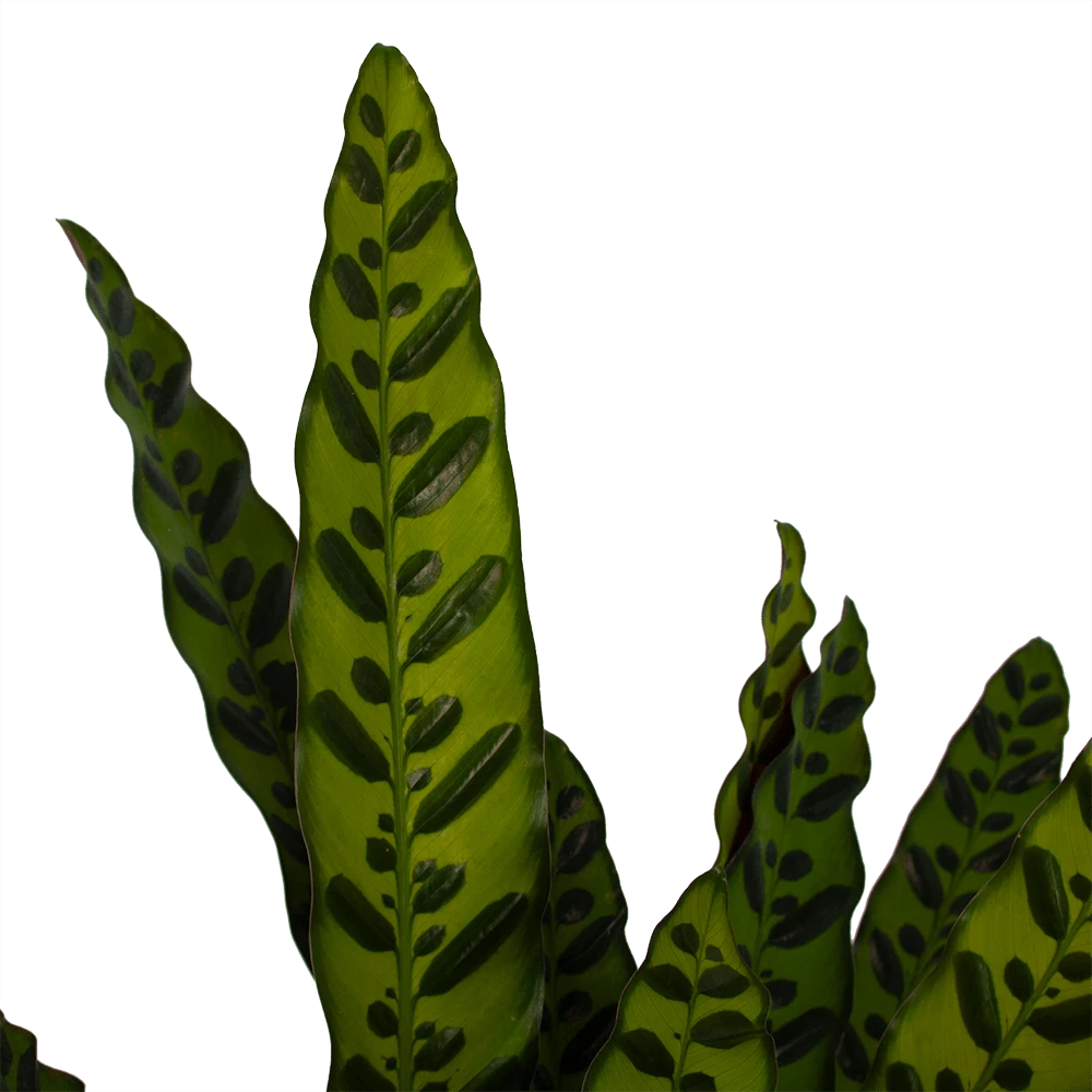 Calathea Insigne - Livingplant - P21 H60 - Kamerplant 4 Calathea Insigne - Livingplant - P21 H60 - Kamerplant - Image 2