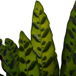 Calathea Insigne - Livingplant - P21 H60 - Kamerplant 8 Calathea Insigne - Livingplant - P21 H60 - Kamerplant -uinbenodigdheden Verkoop 2024 calathea insigne livingplant p21 h60 4