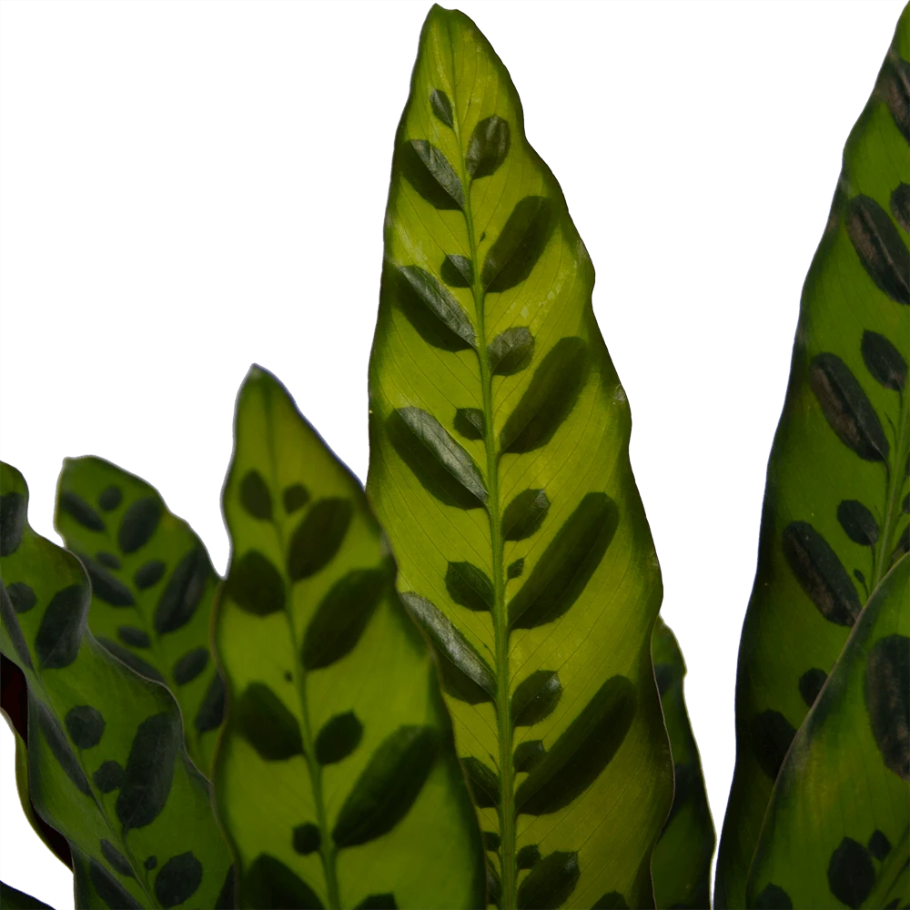 Calathea Insigne - Livingplant - P21 H60 - Kamerplant 5 Calathea Insigne - Livingplant - P21 H60 - Kamerplant - Image 3