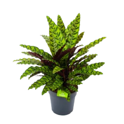 Gazebo Parts Direct Sales Store 30 Calathea Insigne - Livingplant - P27 H80 - Kamerplant