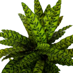 Gazebo Parts Direct Sales Store -uinbenodigdheden Verkoop 2024 calathea insigne livingplant p27 h80 5 3
