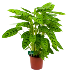 Gazebo Parts Direct Sales Store 16 Calathea Leopardina - Schaduwplant - P17 H70 - Kamerplant