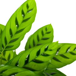 Gazebo Parts Direct Sales Store -uinbenodigdheden Verkoop 2024 calathea leopardina schaduwplant p17 h70 5