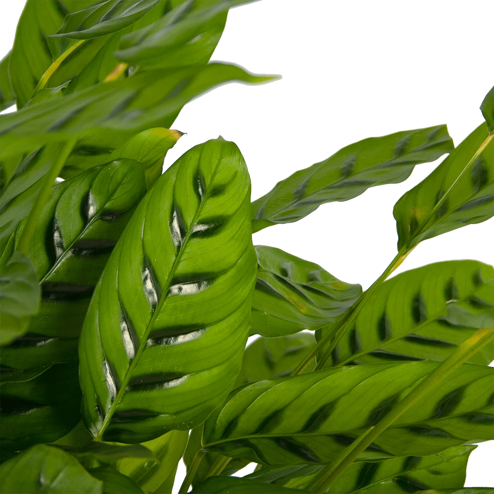 Calathea Leopardina - Schaduwplant - P27 H90 - Kamerplant 4 Calathea Leopardina - Schaduwplant - P27 H90 - Kamerplant - Image 2