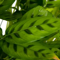 Calathea Leopardina - Schaduwplant - P27 H90 - Kamerplant 8 Calathea Leopardina - Schaduwplant - P27 H90 - Kamerplant -uinbenodigdheden Verkoop 2024 calathea leopardina schaduwplant p27 h90 kamerplant 4