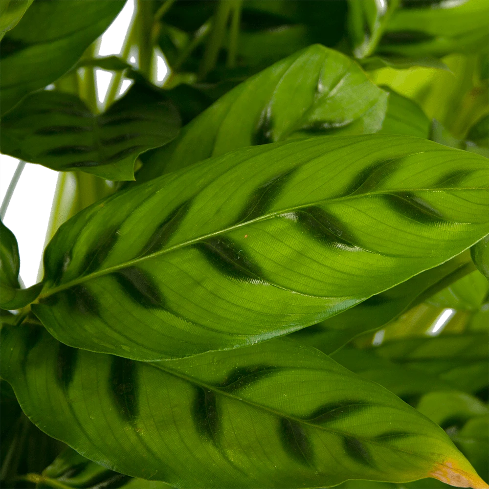 Calathea Leopardina - Schaduwplant - P27 H90 - Kamerplant 5 Calathea Leopardina - Schaduwplant - P27 H90 - Kamerplant - Image 3