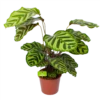 Calathea Makoyana - Pauwenplant - P17 H65 - Kamerplant
