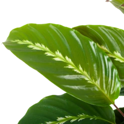 Calathea Maui Queen - Livingplant - P17 H70 - Kamerplant 6 Calathea Maui Queen - Livingplant - P17 H70 - Kamerplant -uinbenodigdheden Verkoop 2024 calathea maui queen livingplant p17 h70 5