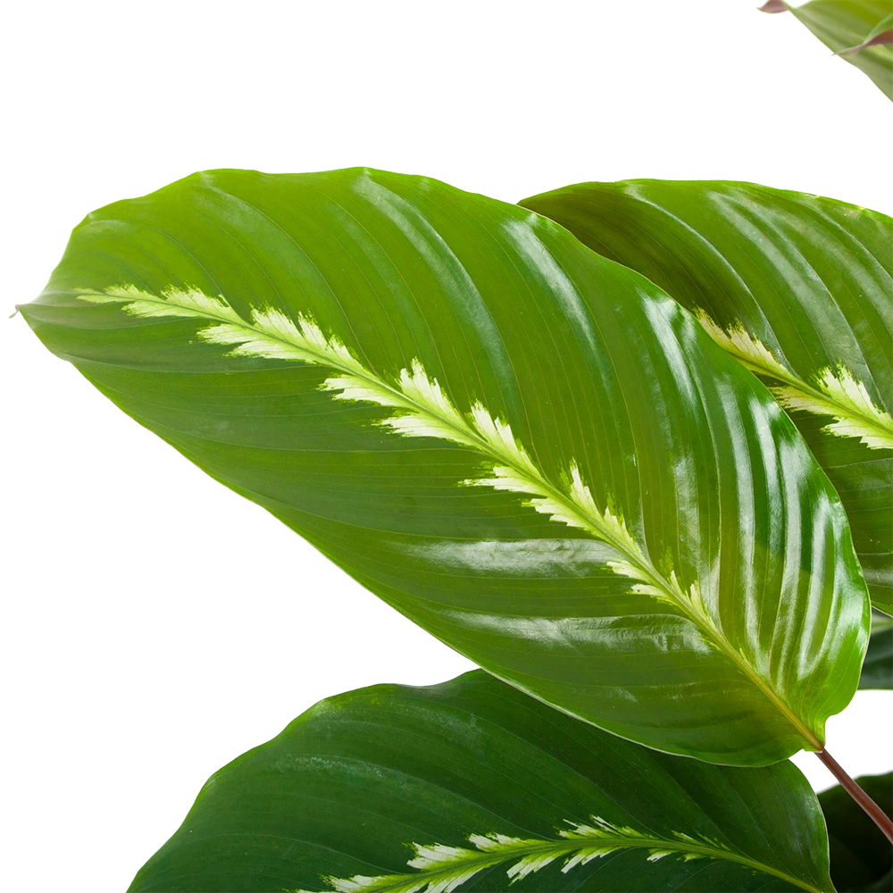 Calathea Maui Queen - Livingplant - P17 H70 - Kamerplant 4 Calathea Maui Queen - Livingplant - P17 H70 - Kamerplant - Image 2