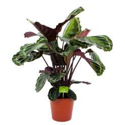 Gazebo Parts Direct Sales Store 32 Calathea Medaillon - Schaduwplant - P19 H75 - Kamerplant
