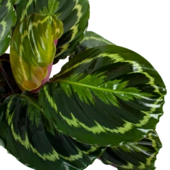Gazebo Parts Direct Sales Store -uinbenodigdheden Verkoop 2024 calathea medaillon schaduwplant p19 h75 5