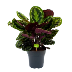 Gazebo Parts Direct Sales Store 34 Calathea Medaillon - Schaduwplant - P27 H90 - Kamerplant