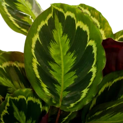 Gazebo Parts Direct Sales Store -uinbenodigdheden Verkoop 2024 calathea medaillon schaduwplant p27 h90 5 1