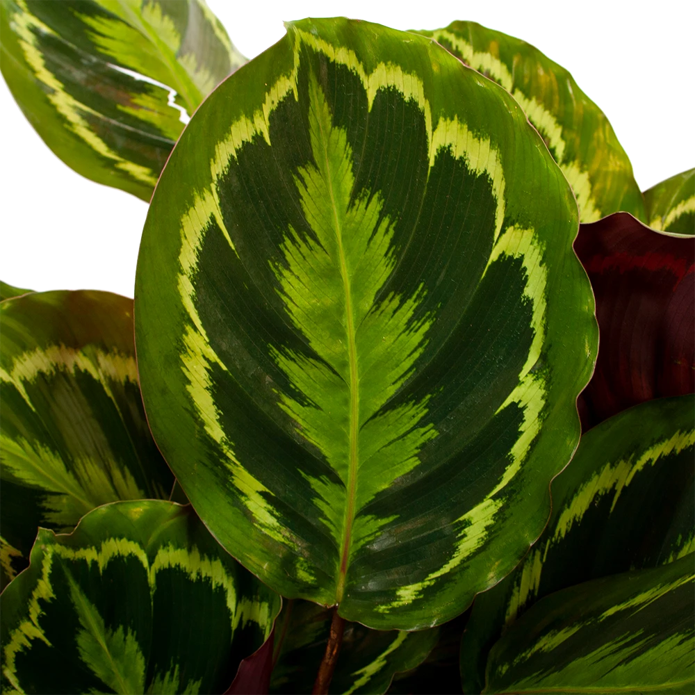 Calathea Medaillon - Schaduwplant - P27 H90 - Kamerplant 4 Calathea Medaillon - Schaduwplant - P27 H90 - Kamerplant - Image 2