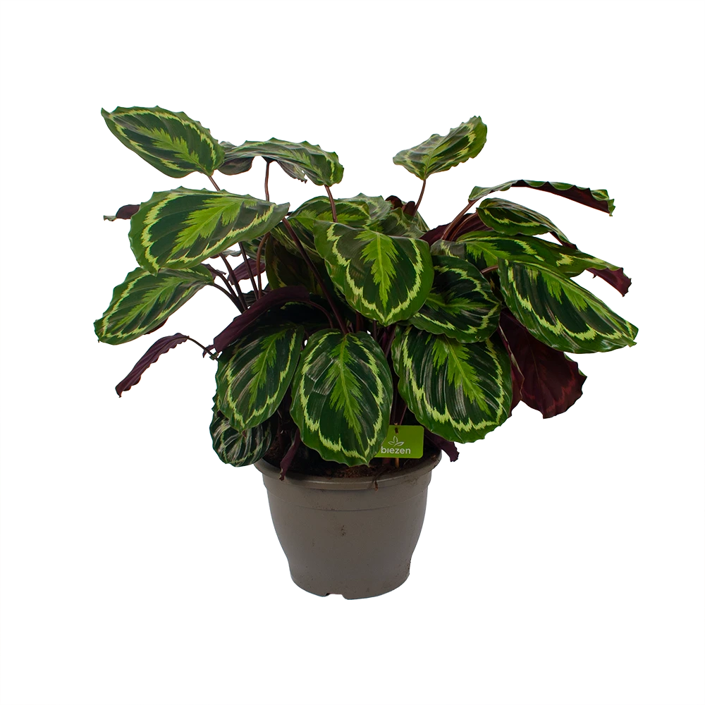Calathea Medaillon - Schaduwplant - P32 H80 - Kamerplant 6 Calathea Medaillon - Schaduwplant - P32 H80 - Kamerplant - Image 4