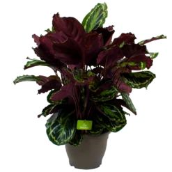 Calathea Medaillon - Schaduwplant - P32 H80 - Kamerplant