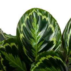 Calathea Medaillon - Schaduwplant - P32 H80 - Kamerplant 7 Calathea Medaillon - Schaduwplant - P32 H80 - Kamerplant -uinbenodigdheden Verkoop 2024 calathea medaillon schaduwplant p32cm h80cm 5