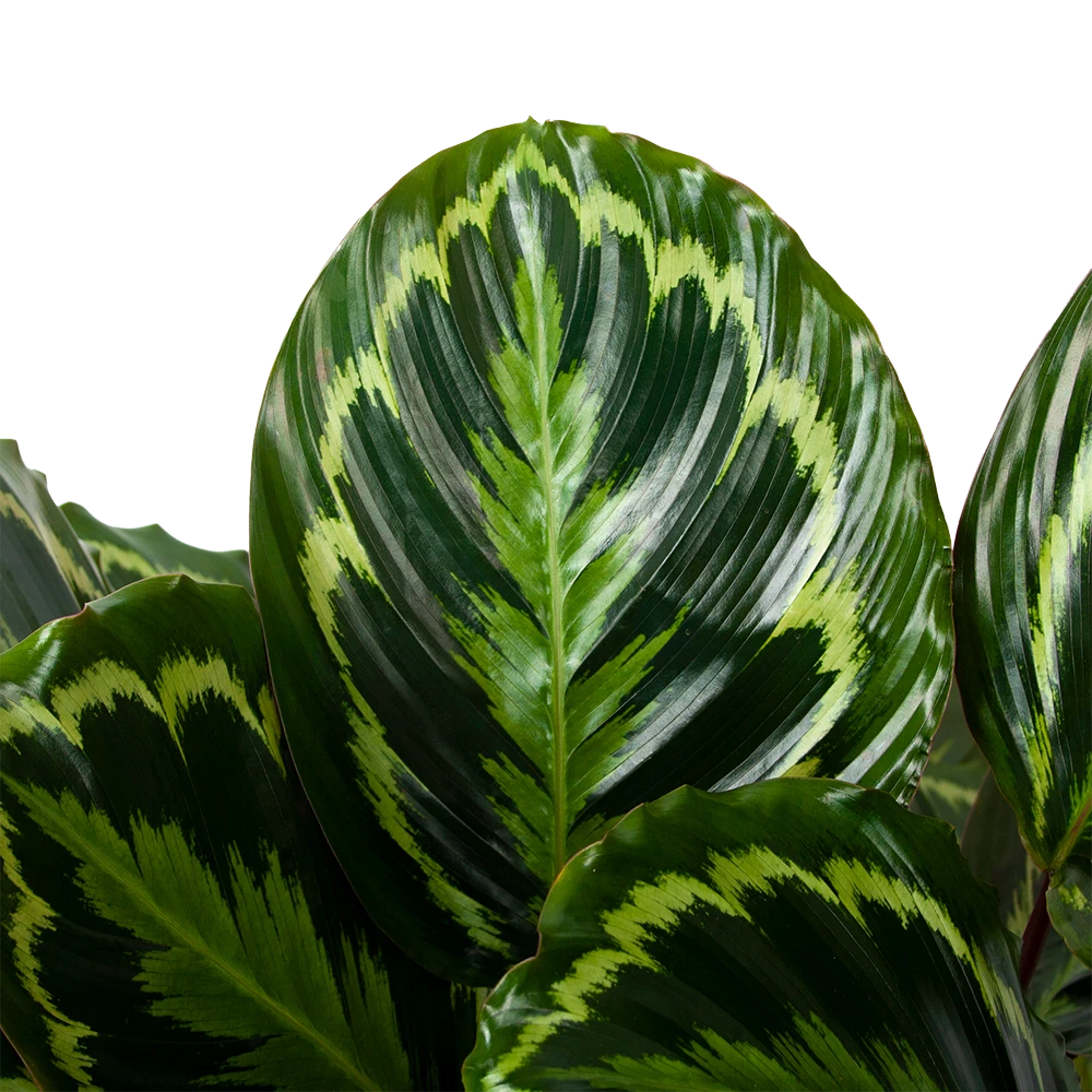 Calathea Medaillon - Schaduwplant - P32 H80 - Kamerplant 4 Calathea Medaillon - Schaduwplant - P32 H80 - Kamerplant - Image 2
