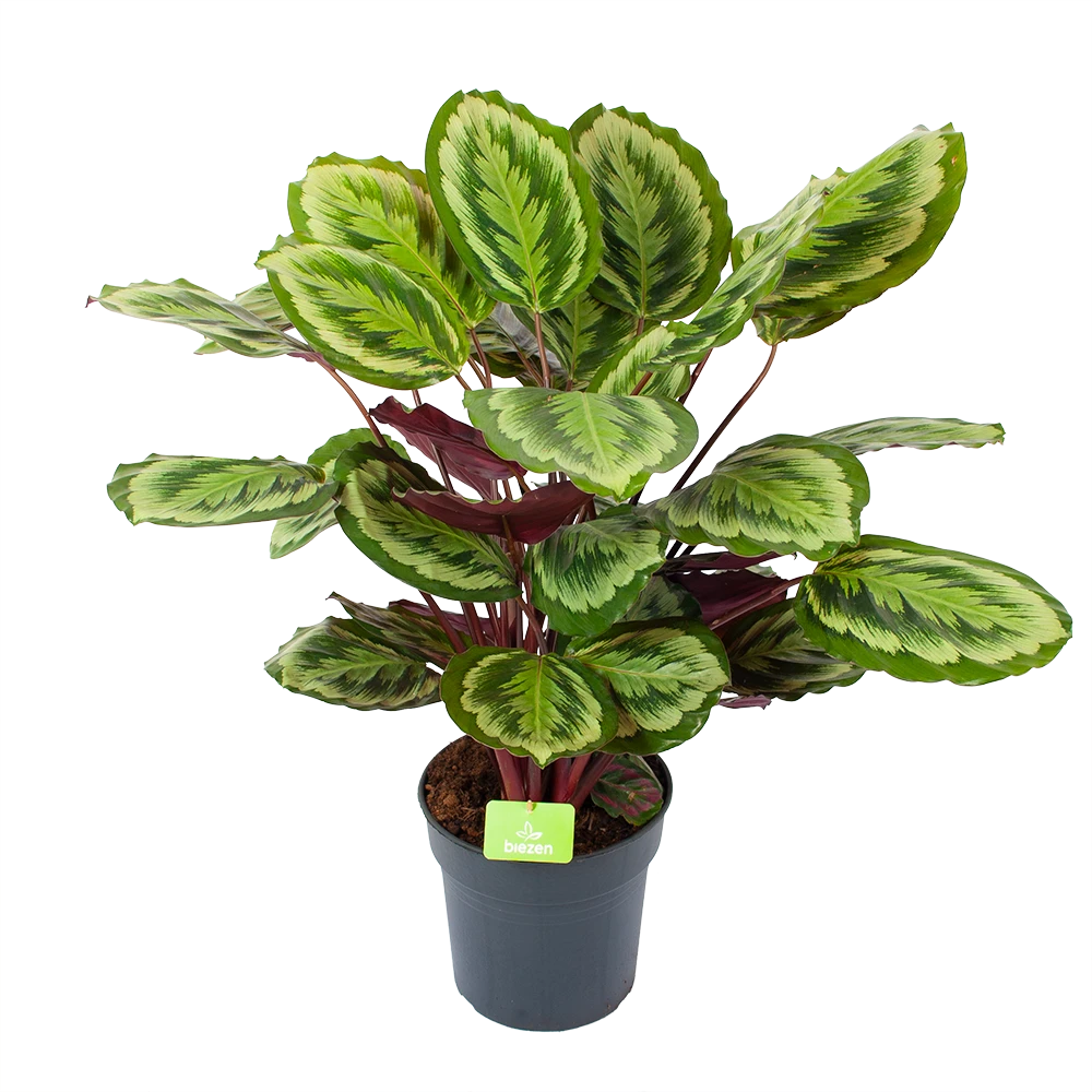 Calathea Mysty - Livingplant - P27 H80 - Kamerplant 3 Calathea Mysty - Livingplant - P27 H80 - Kamerplant