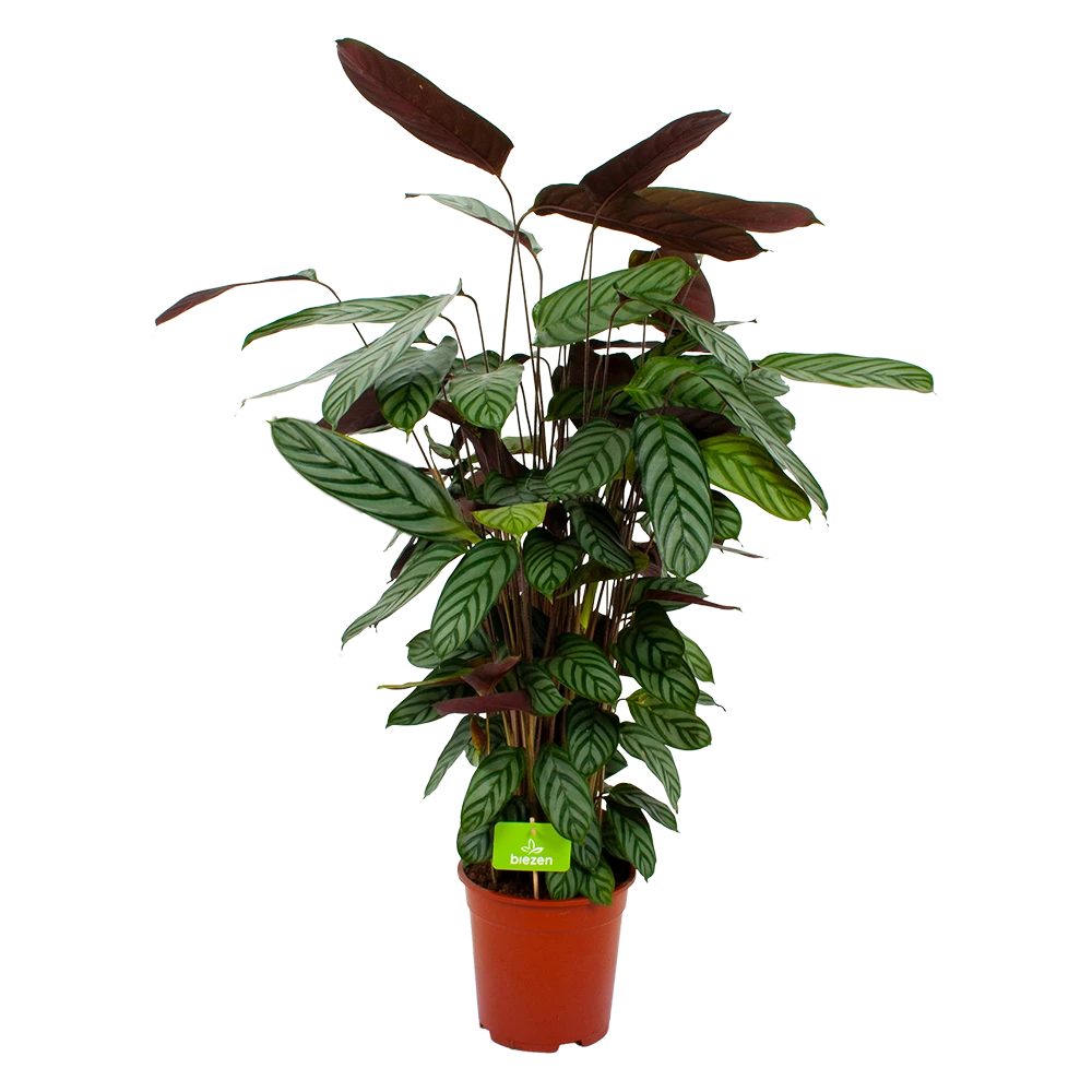 Calathea Oppenheimiana - Pauwenplant - P21 H105 - Kamerplant 3 Calathea Oppenheimiana - Pauwenplant - P21 H105 - Kamerplant