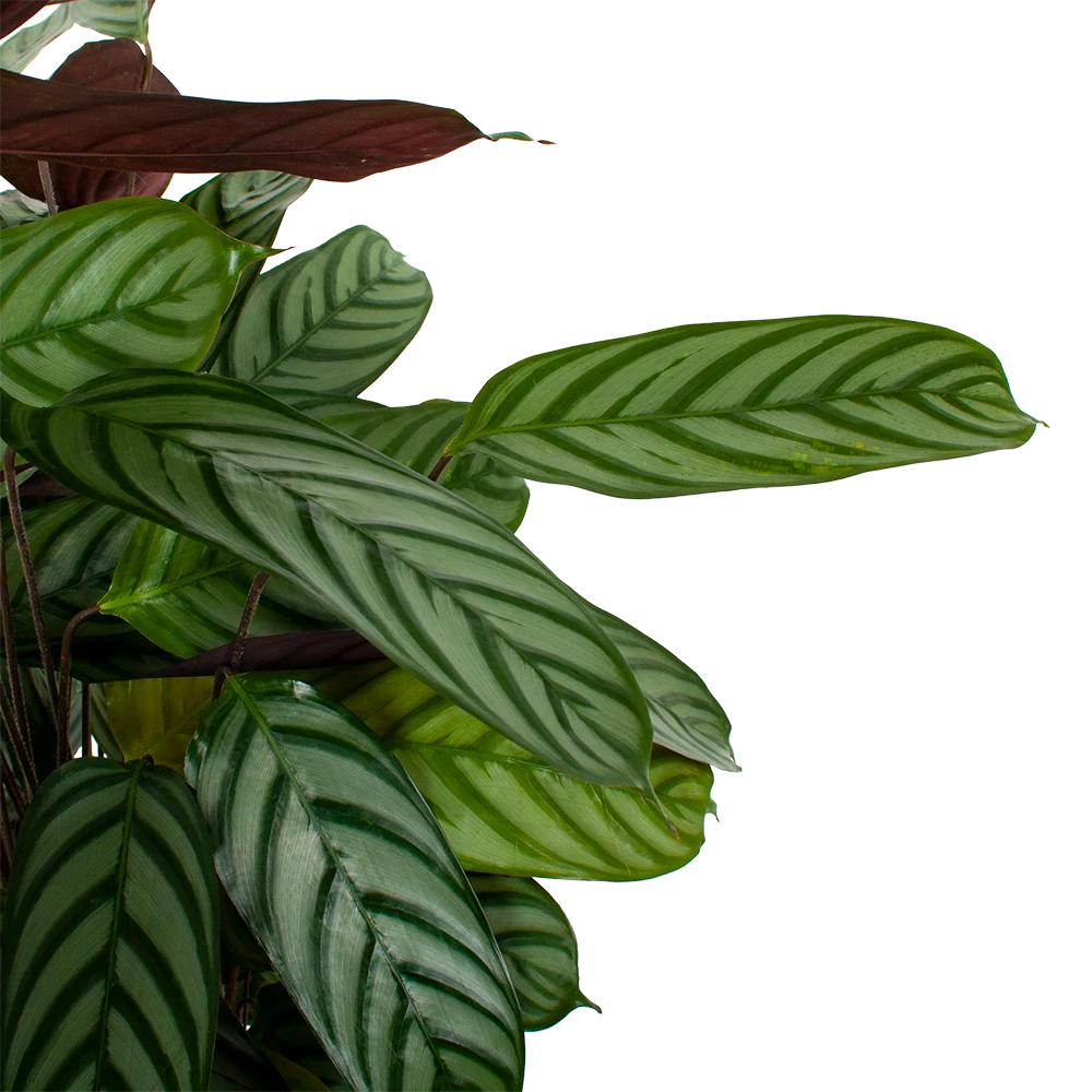 Calathea Oppenheimiana - Pauwenplant - P21 H105 - Kamerplant 4 Calathea Oppenheimiana - Pauwenplant - P21 H105 - Kamerplant - Image 2
