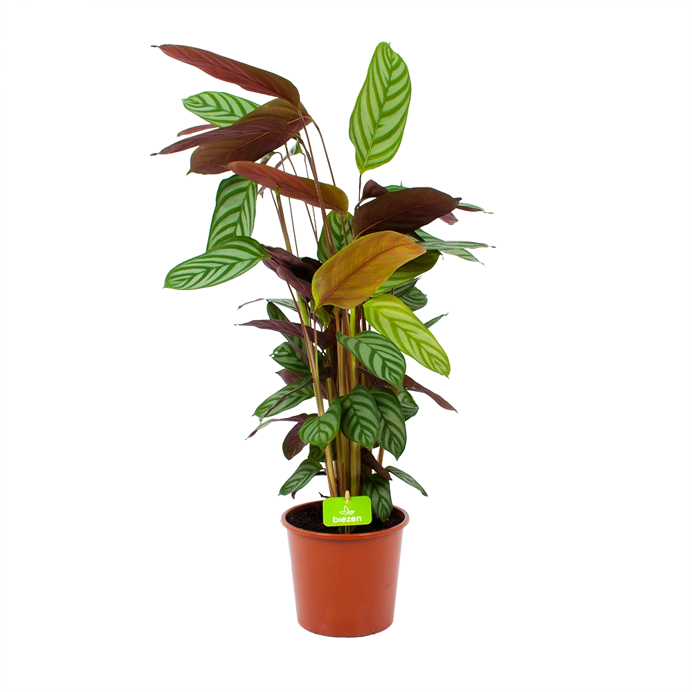 Calathea Oppenheimiana - Schaduwplant - P17 H65 - Kamerplant 3 Calathea Oppenheimiana - Schaduwplant - P17 H65 - Kamerplant