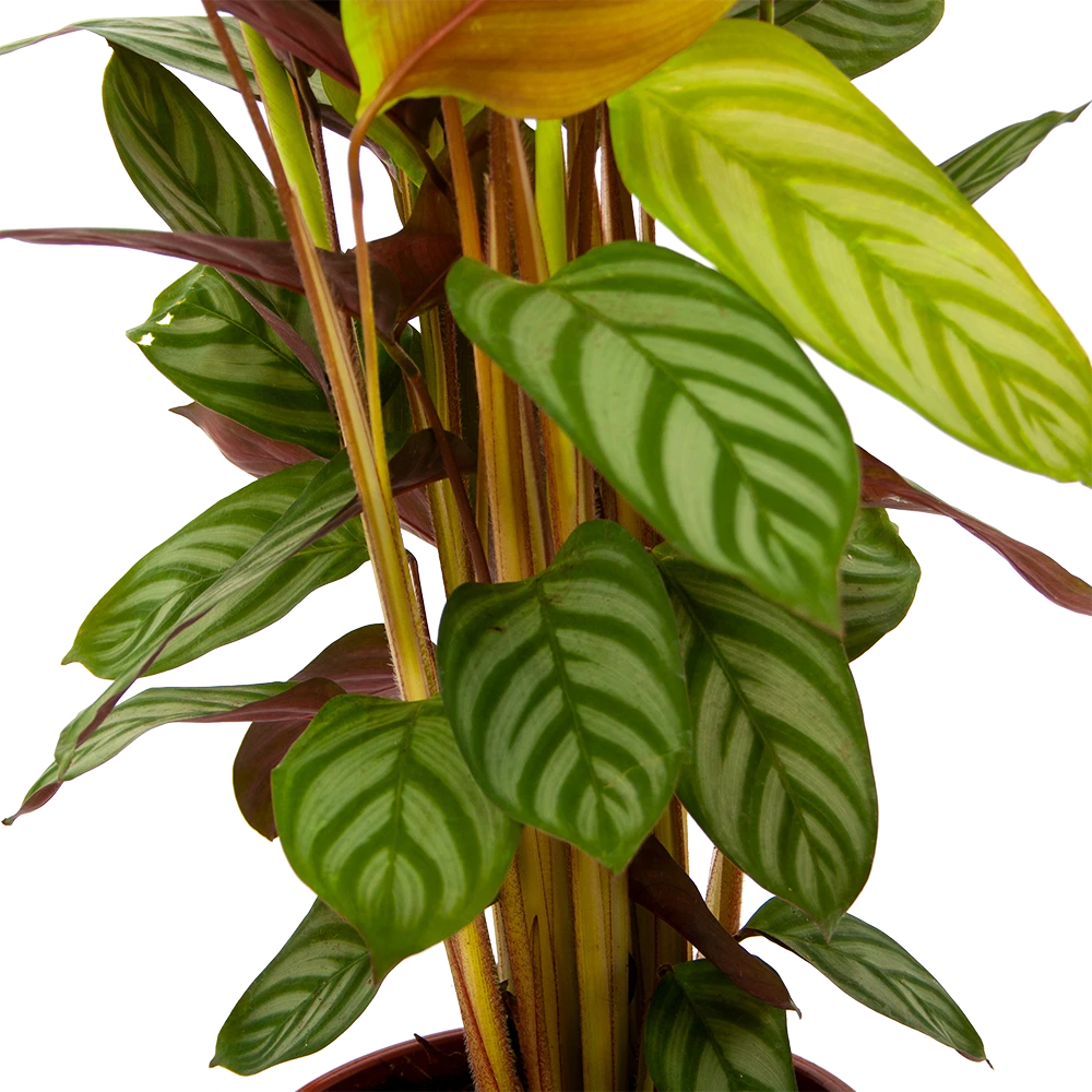Calathea Oppenheimiana - Schaduwplant - P17 H65 - Kamerplant 5 Calathea Oppenheimiana - Schaduwplant - P17 H65 - Kamerplant - Image 3