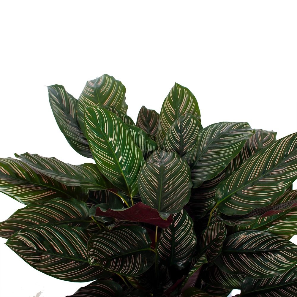 Calathea Ornata - Livingplant - P27 H80 - Kamerplant 4 Calathea Ornata - Livingplant - P27 H80 - Kamerplant - Image 2
