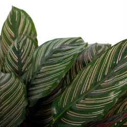 Calathea Ornata - Livingplant - P27 H80 - Kamerplant 8 Calathea Ornata - Livingplant - P27 H80 - Kamerplant -uinbenodigdheden Verkoop 2024 calathea ornata livingplant p27 h80 6 3