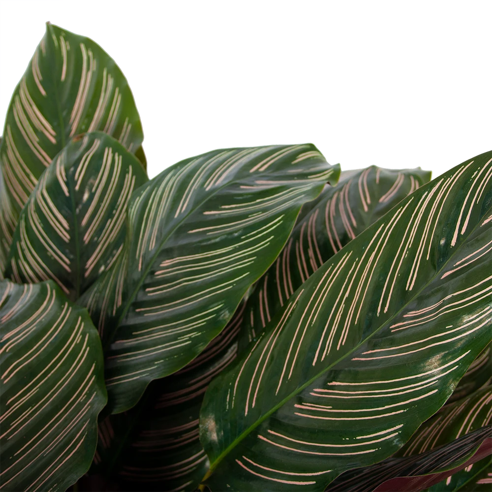 Calathea Ornata - Livingplant - P27 H80 - Kamerplant 5 Calathea Ornata - Livingplant - P27 H80 - Kamerplant - Image 3