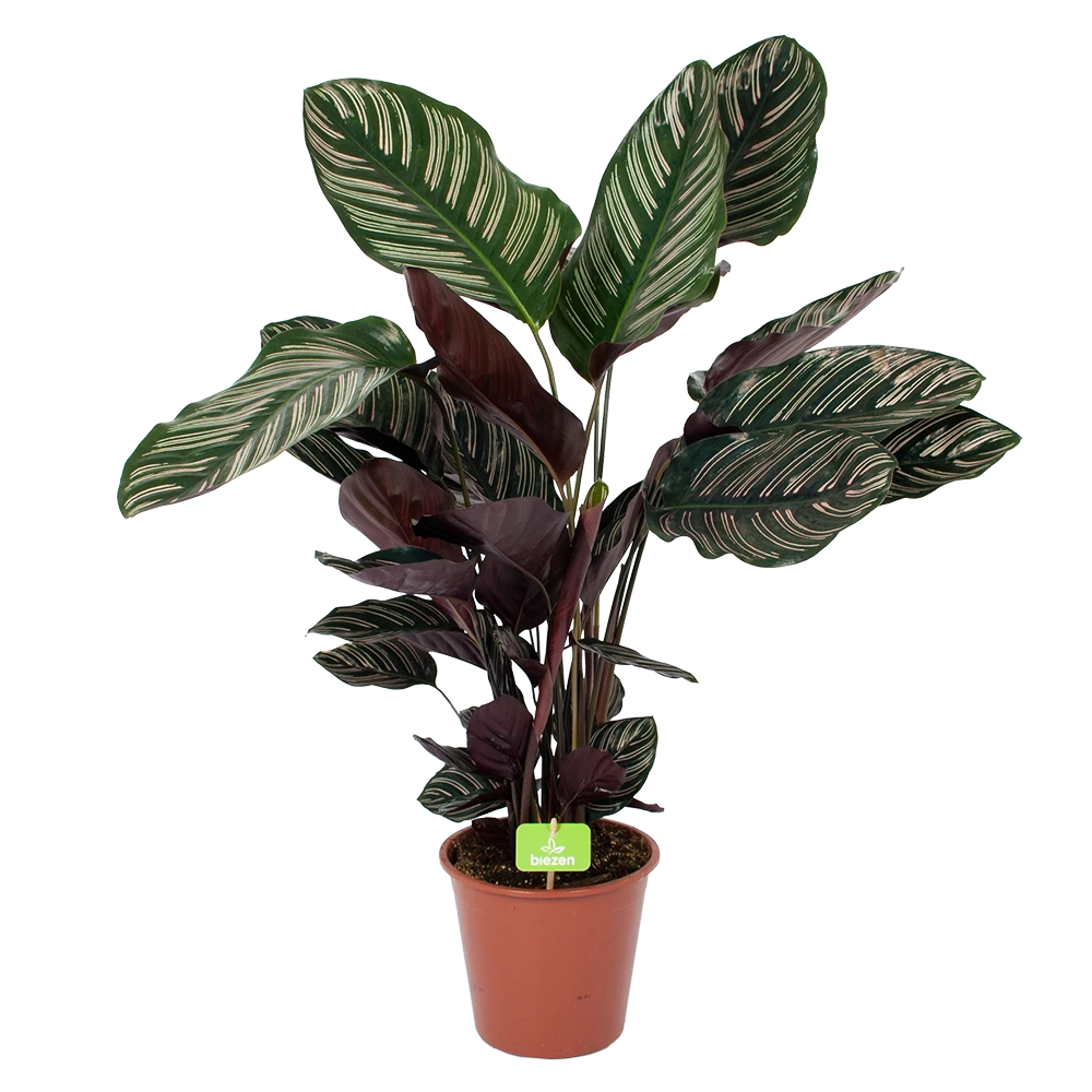 Calathea Ornata - Livingplant - Schaduwplant - P19 H75 - Kamerplant 3 Calathea Ornata - Livingplant - Schaduwplant - P19 H75 - Kamerplant