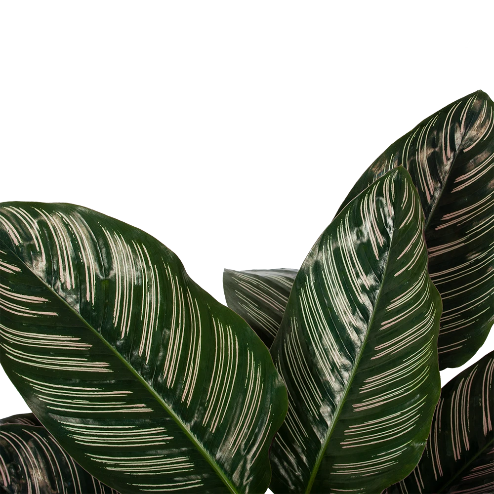 Calathea Ornata - Livingplant - Schaduwplant - P19 H75 - Kamerplant 4 Calathea Ornata - Livingplant - Schaduwplant - P19 H75 - Kamerplant - Image 2