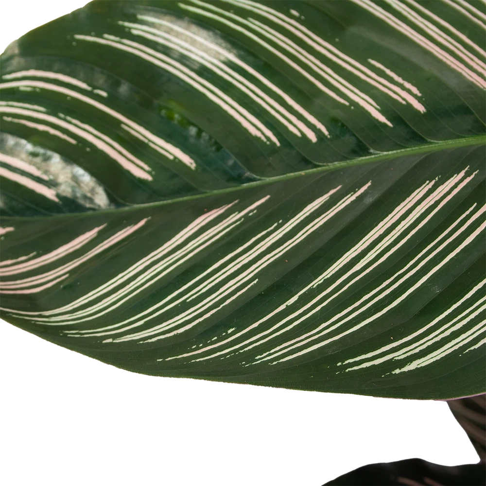 Calathea Ornata - Livingplant - Schaduwplant - P19 H75 - Kamerplant 5 Calathea Ornata - Livingplant - Schaduwplant - P19 H75 - Kamerplant - Image 3