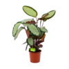 Calathea Picturata - Livingplant - P17 H65 - Kamerplant 2 Calathea Picturata - Livingplant - P17 H65 - Kamerplant -uinbenodigdheden Verkoop 2024 calathea picturata livingplant p17 h65 1