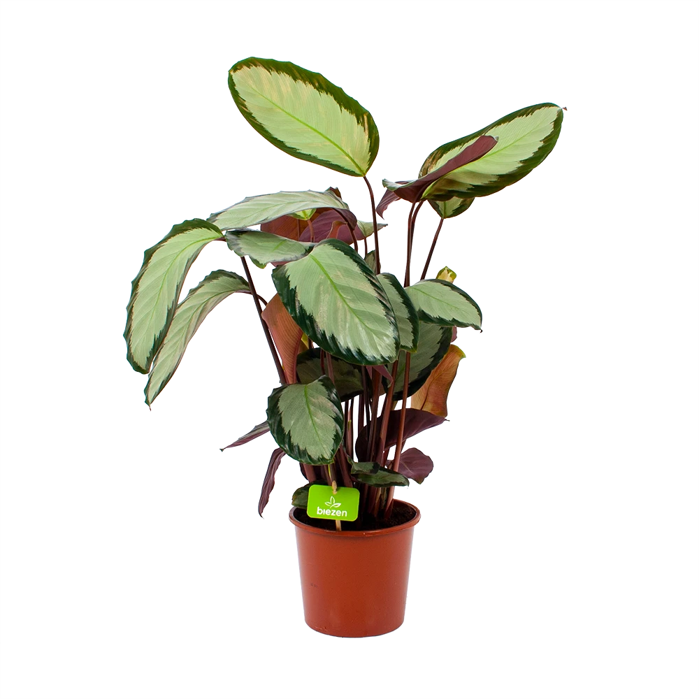 Calathea Picturata - Livingplant - P17 H65 - Kamerplant 2 Calathea Picturata - Livingplant - P17 H65 - Kamerplant