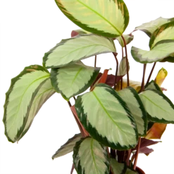 Calathea Picturata - Livingplant - P17 H65 - Kamerplant 7 Calathea Picturata - Livingplant - P17 H65 - Kamerplant -uinbenodigdheden Verkoop 2024 calathea picturata livingplant p17 h65 6