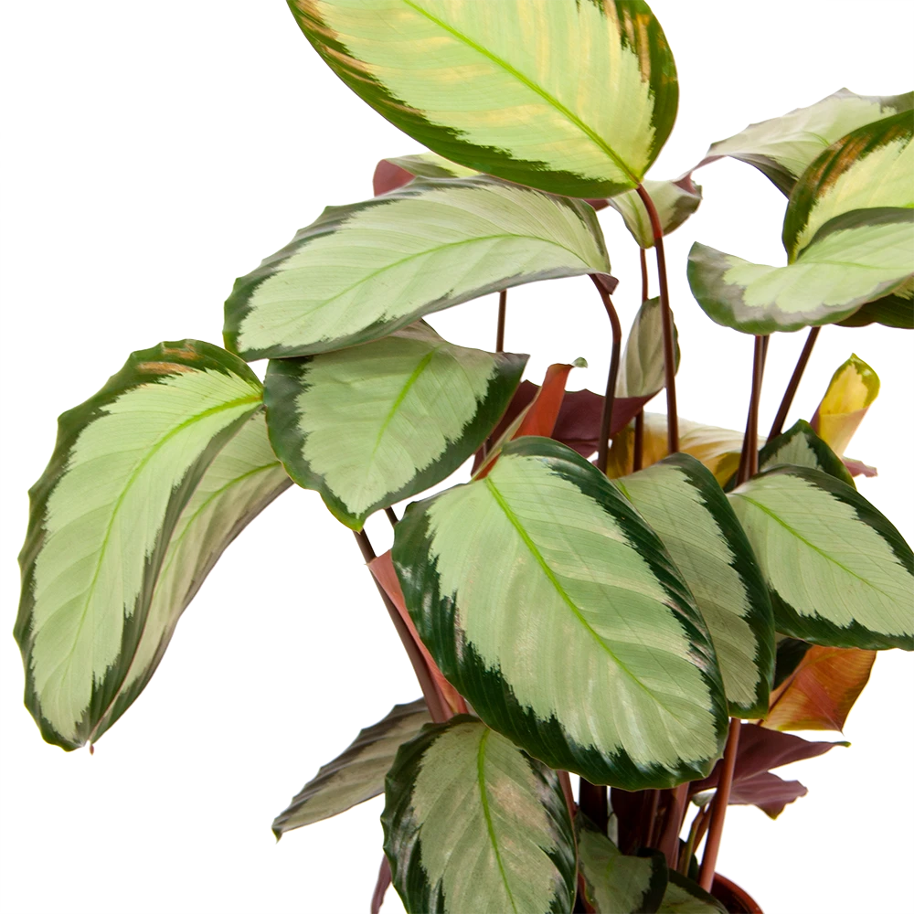 Calathea Picturata - Livingplant - P17 H65 - Kamerplant 4 Calathea Picturata - Livingplant - P17 H65 - Kamerplant - Image 3