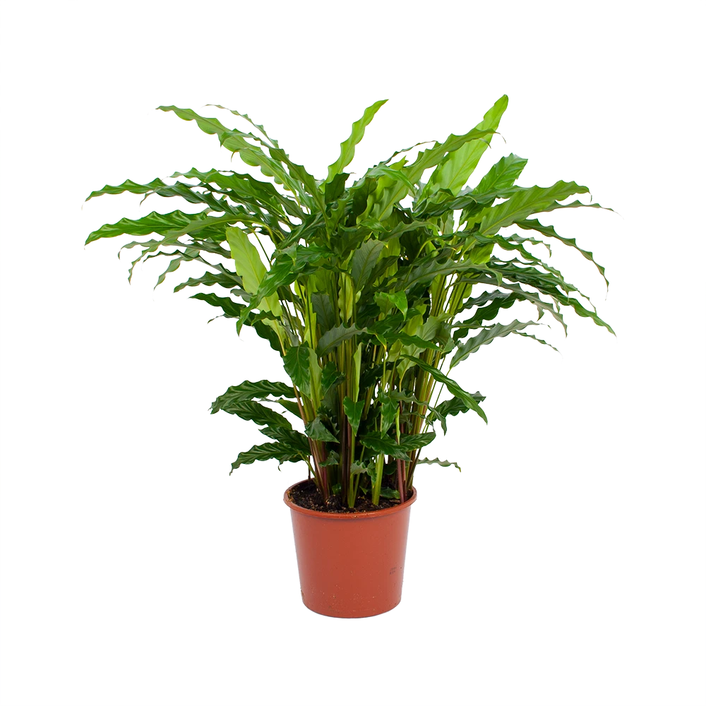 Calathea Rufibarba Bluegrass - Pauwenplant - P17 H65 - Kamerplant 3 Calathea Rufibarba Bluegrass - Pauwenplant - P17 H65 - Kamerplant
