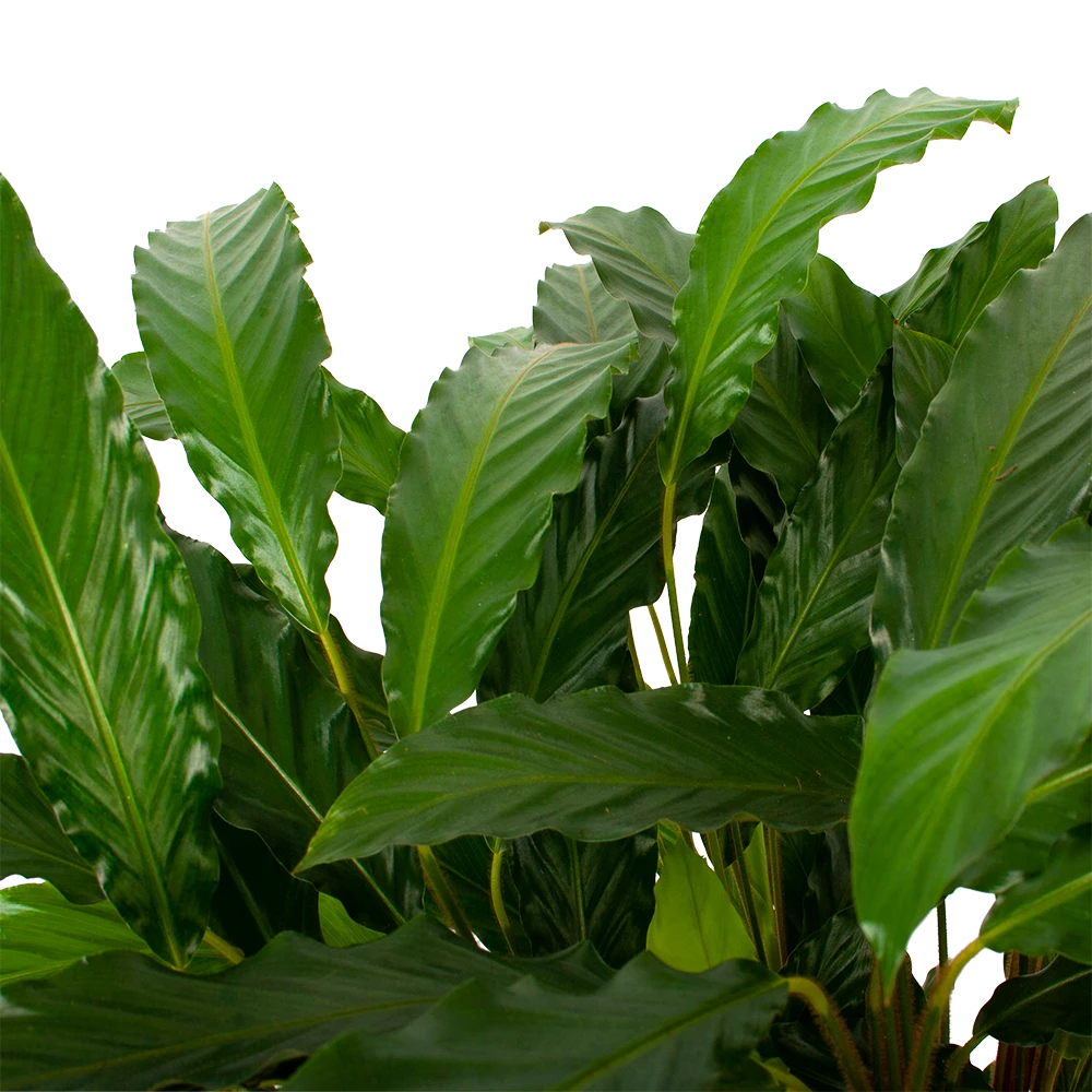 Calathea Rufibarba Bluegrass - Schaduwplant - P21 H85 - Kamerplant 4 Calathea Rufibarba Bluegrass - Schaduwplant - P21 H85 - Kamerplant - Image 2